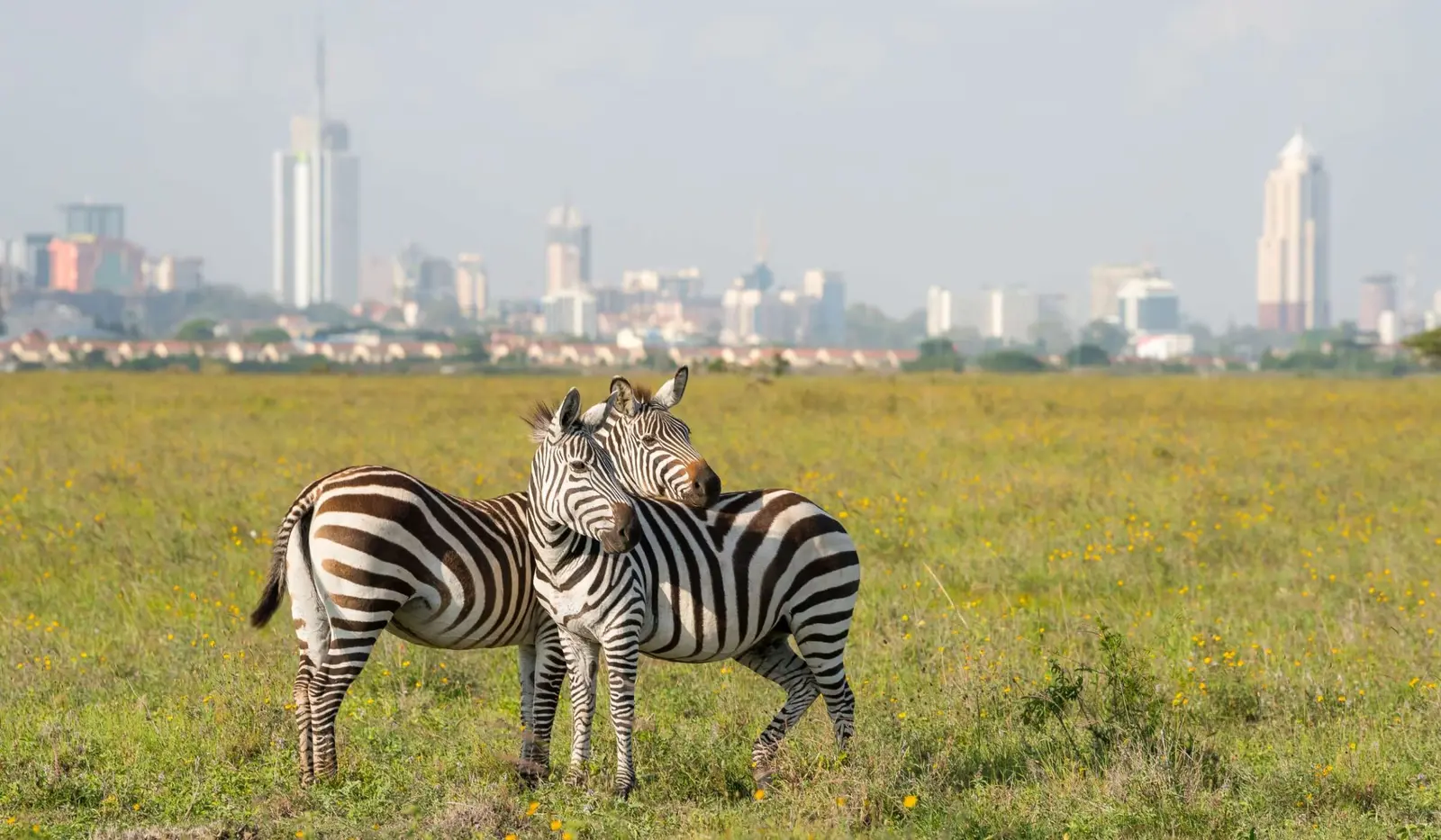 Luxury Safari, Wine & Waterfalls Tour – 10 Nights & 11 Days