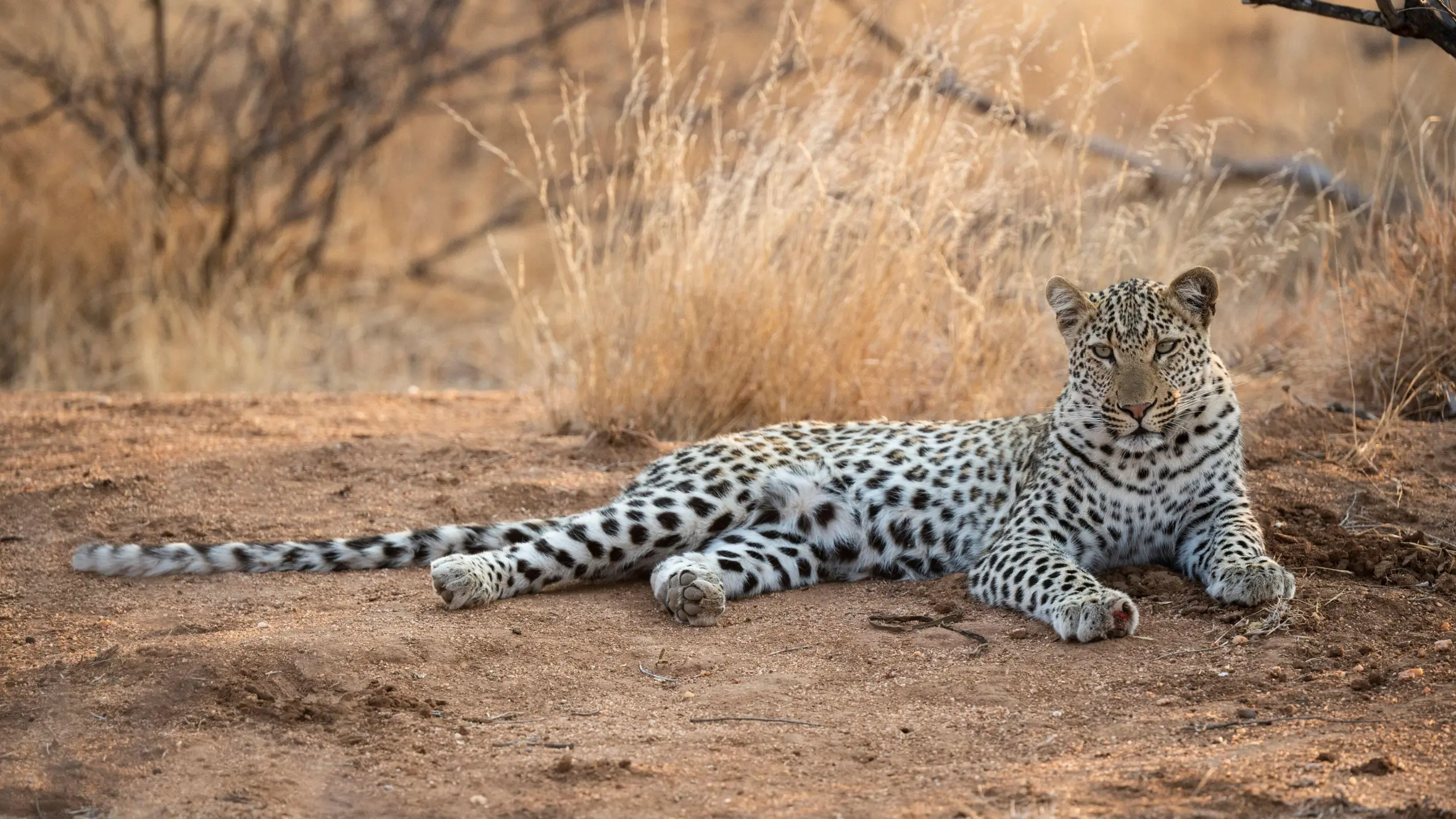 South Africa