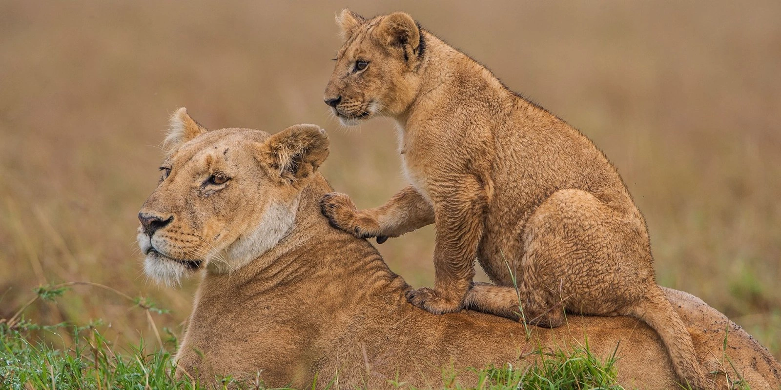 Tanzania