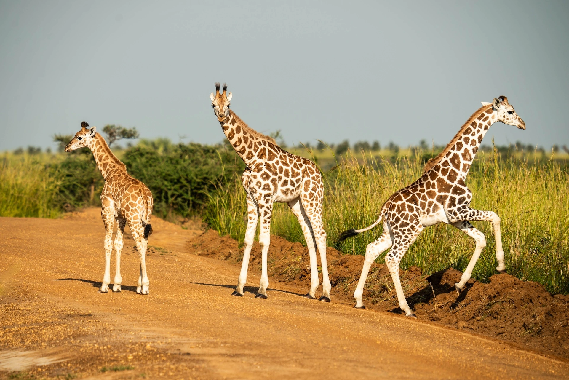 Uganda
